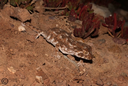 Helmethead gecko (Tarentola chazaliae) Garry Smith
